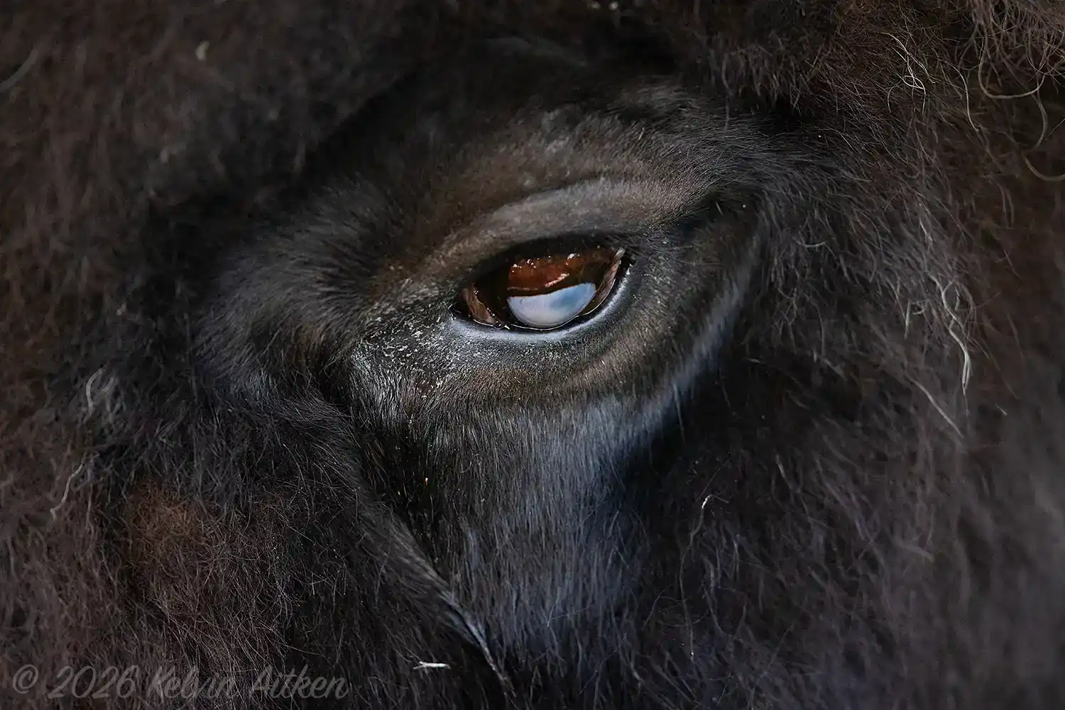 Plains Bison (Bison bison bison) bull eye detail.