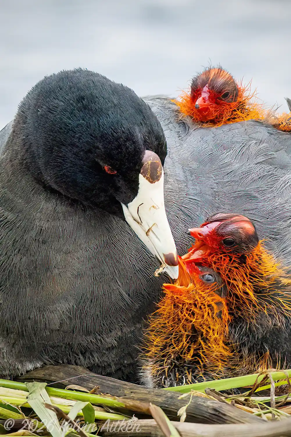 Coot (Fulica americana) female on her nest feeding her chicks.