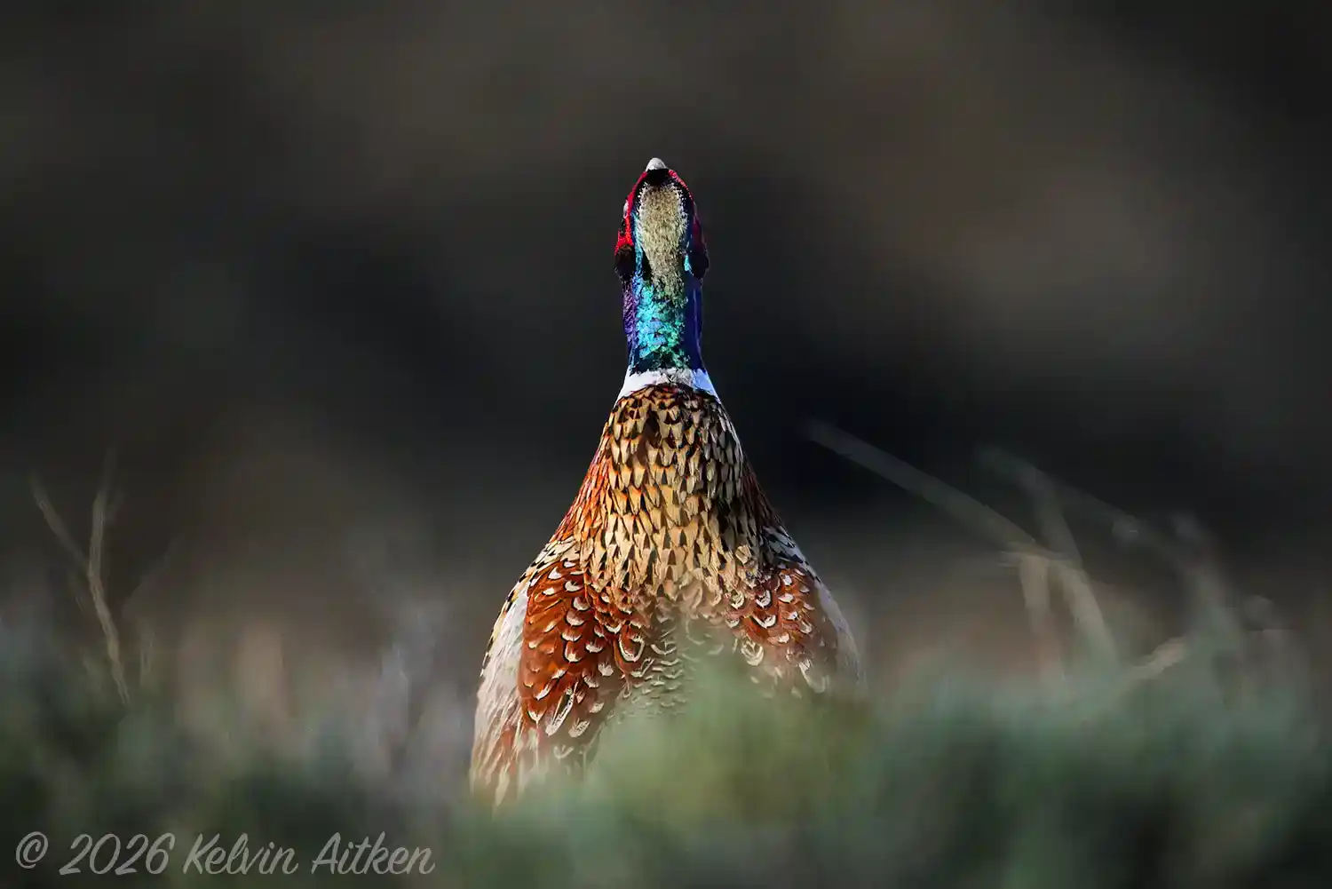 Ring-necked Pheasant (Phasianus colchicus) male crowing during a territorial display.