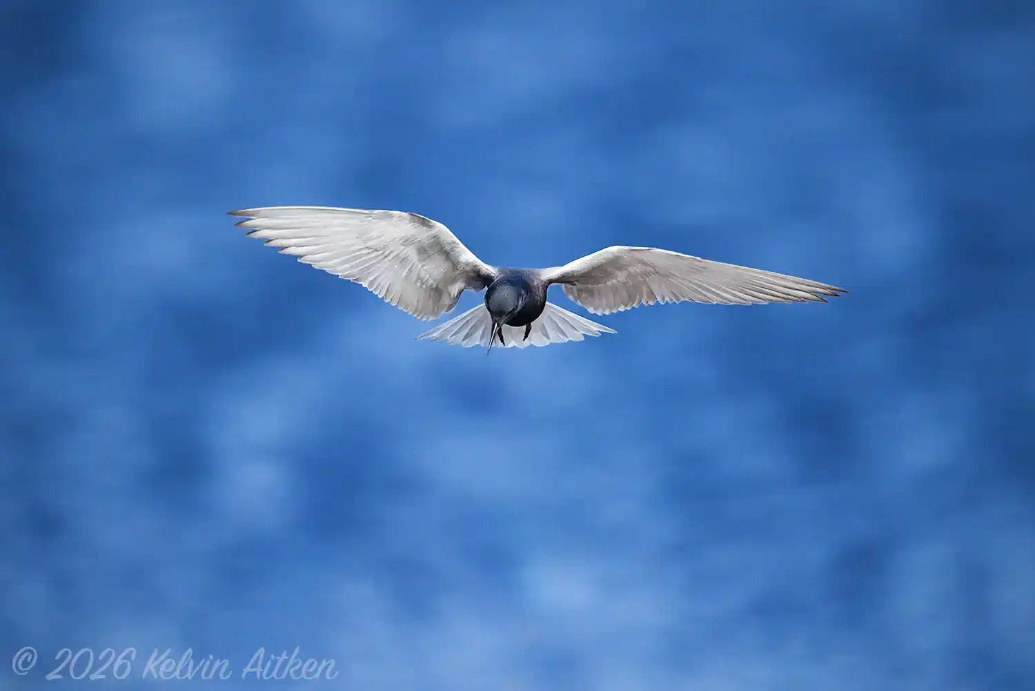 Black Tern (Chlidonias niger), in flight, foraging over a pond.