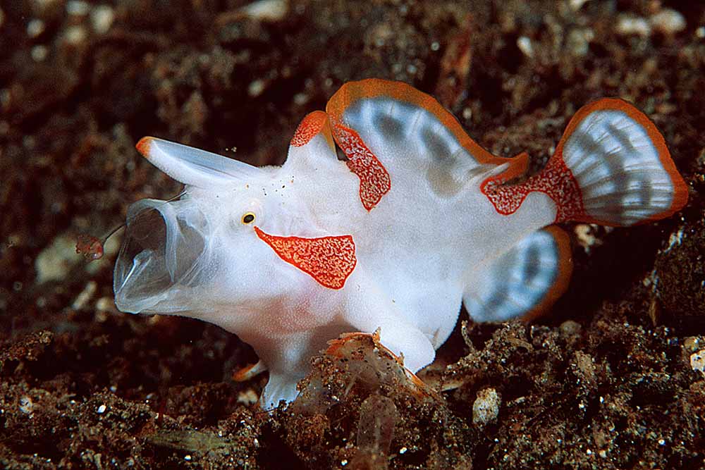 Clown Anglerfish (Antennarius maculatus) showing yawning threat posture and extended illicium lure.