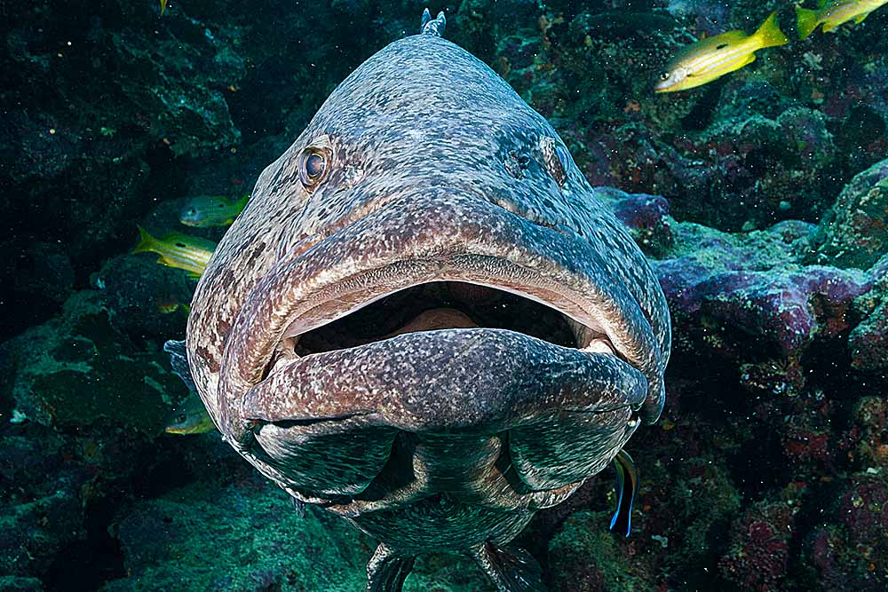 Potato Cod (Epinephelus tukula) in coral reef cavern.