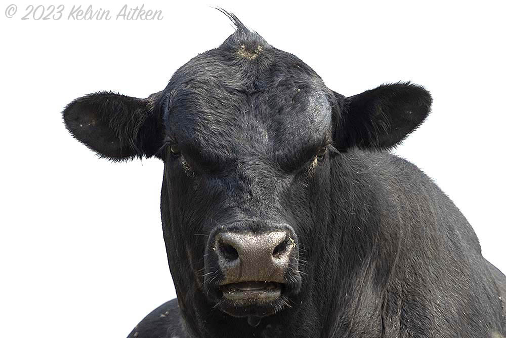 Angus bull image