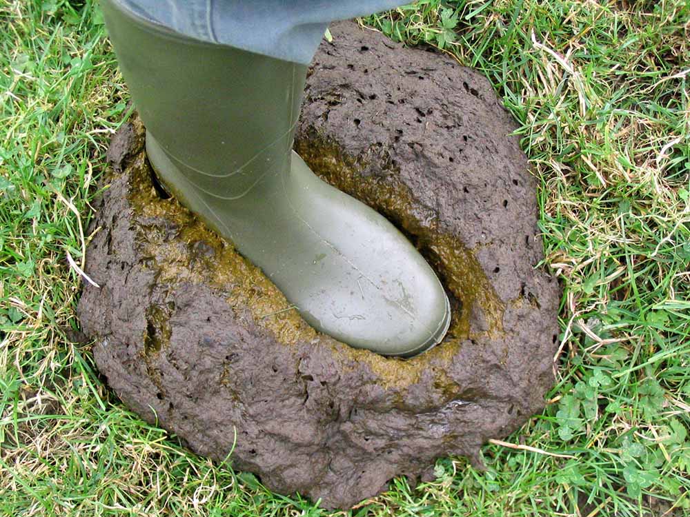 cow pat