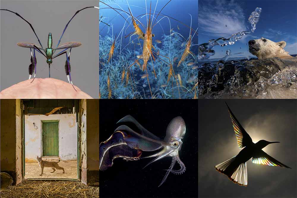 wildlife photographer of the year 2021 photo montage
