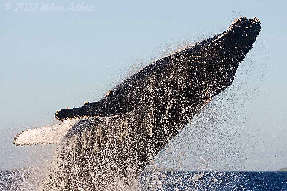 Breaching humpback whale