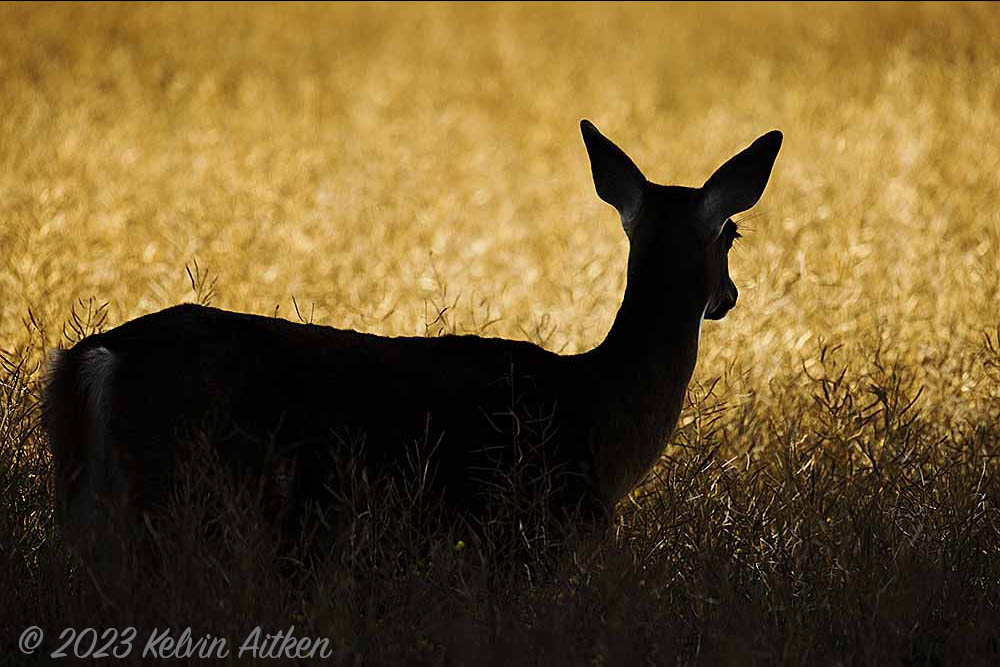 White-tailed deer from behind