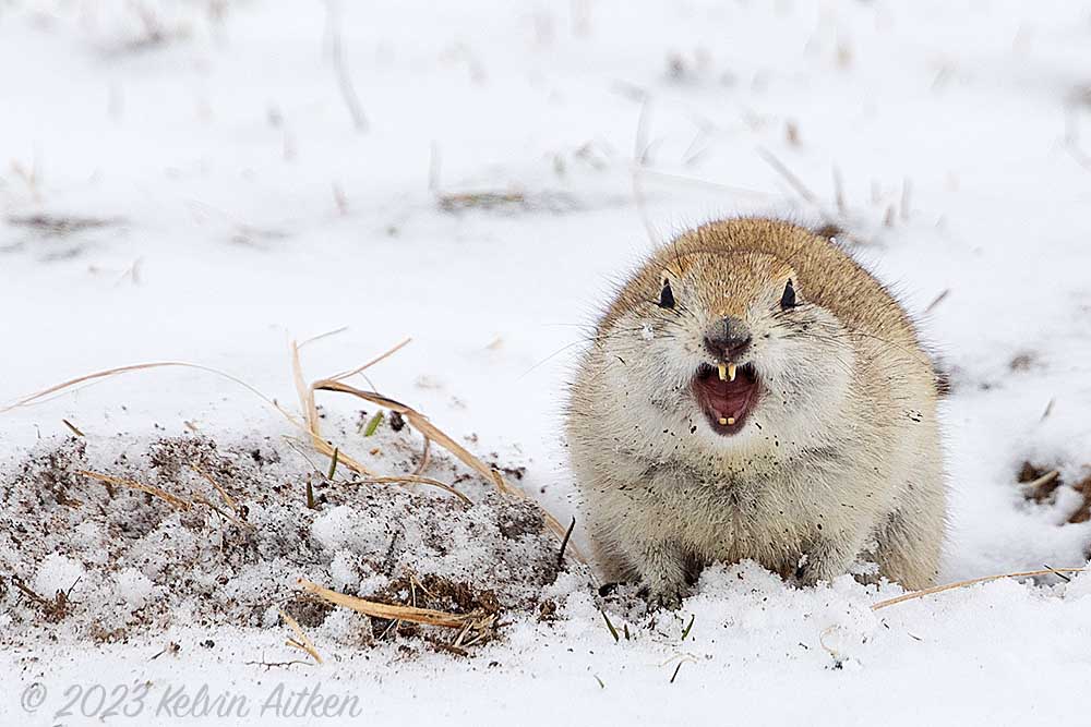 Gopher screeching, showing direct eye contact