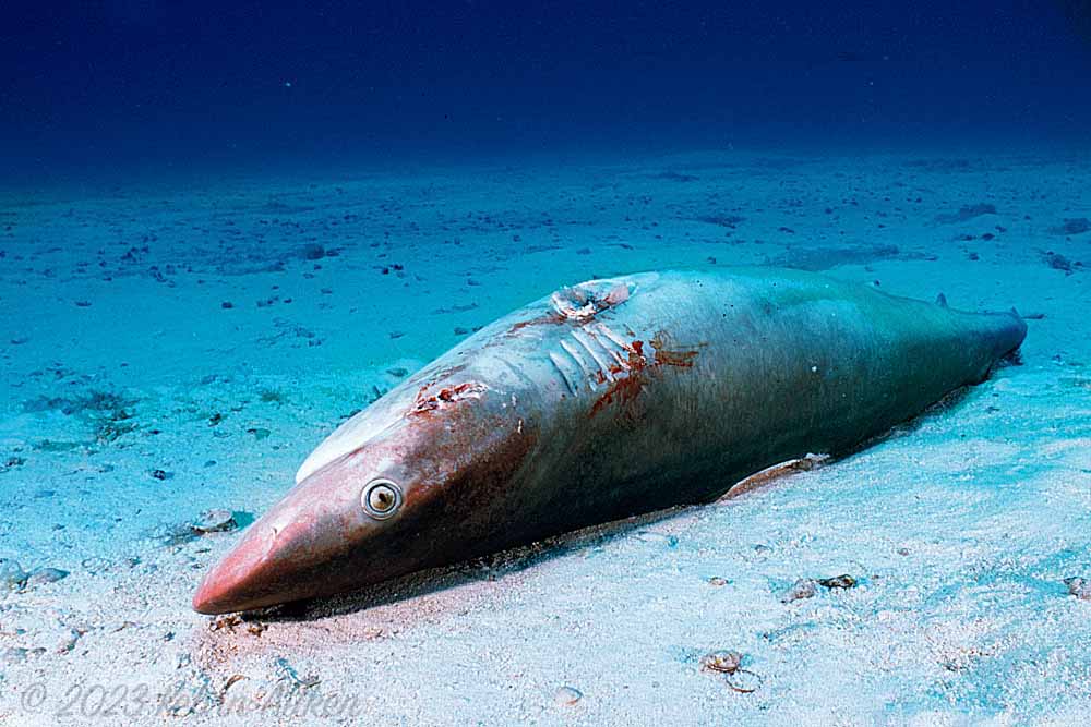 Silvertip Shark (Carcharhinus albimarginatus) Finned carcass. Fins removed for shark fin trade.