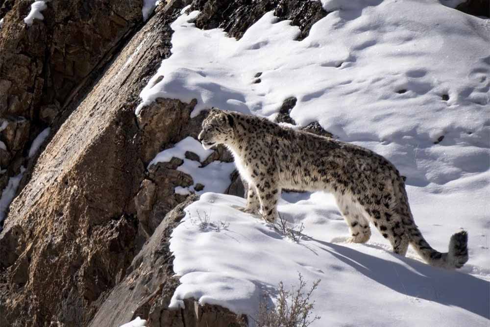 Snow leopard image by Ingólfur Davíð Sigurðsson