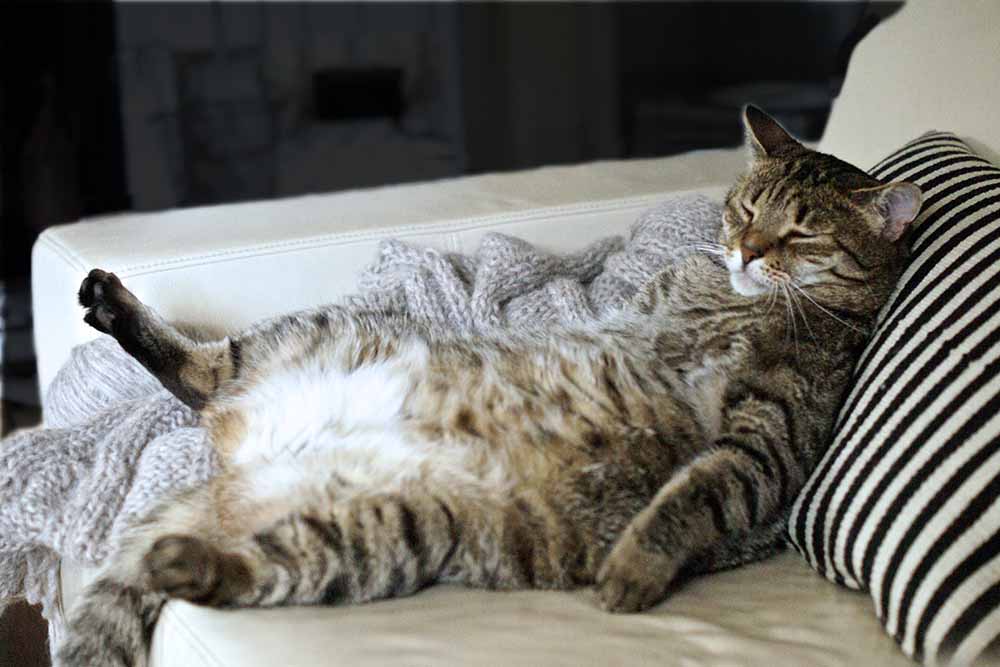 Fat cat on couch