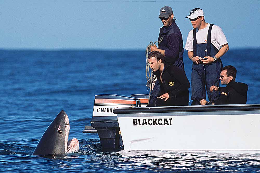 Great white shark spy hopping at the back of a fishing boat