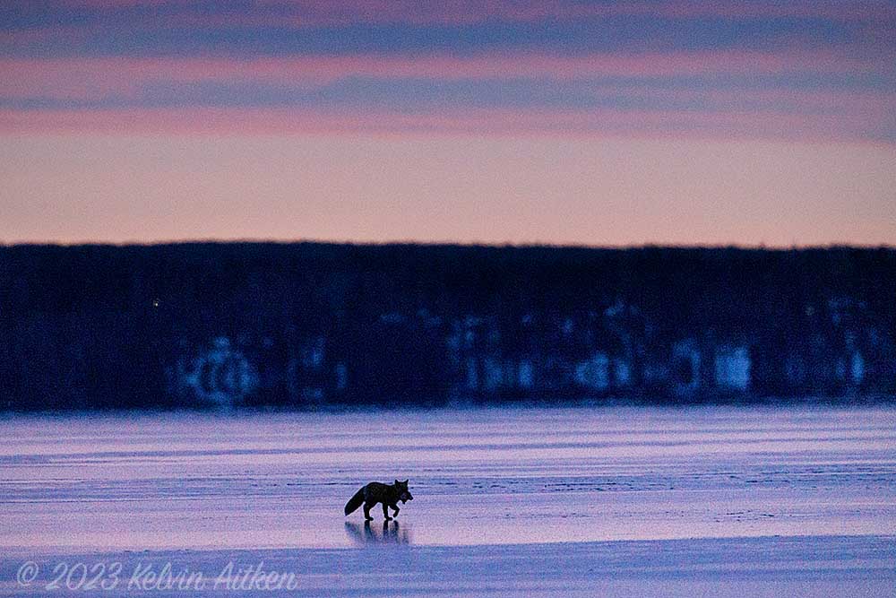 Portrait of man in extreme cold
