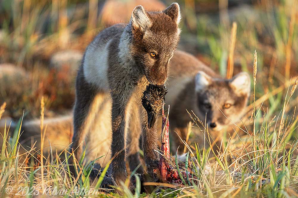 Arctic fox pups feeding on juvenile snow goose