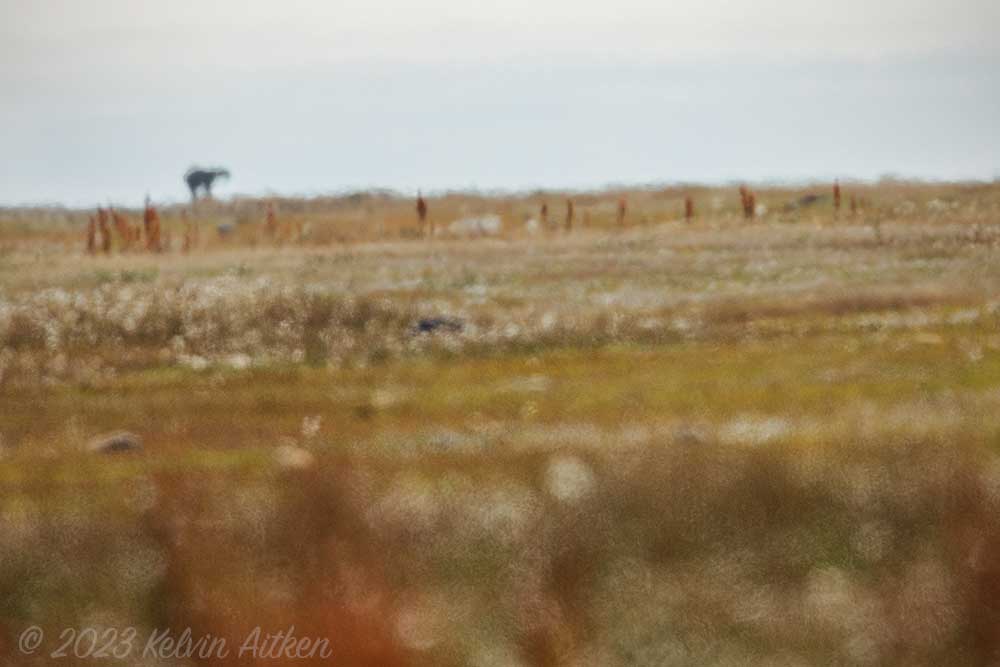 Example of heat haze with distant polar bear