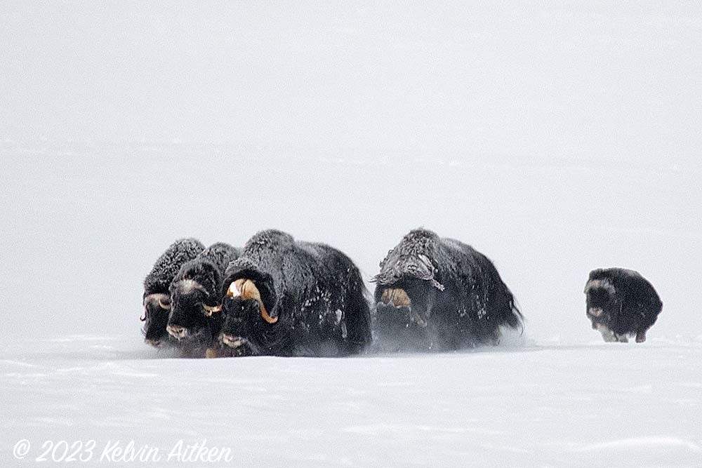 Musk ox charging across snow