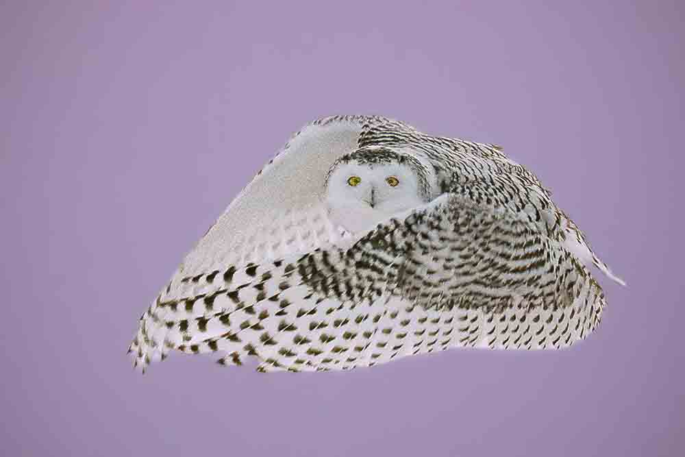 Snowy owl at sunrise