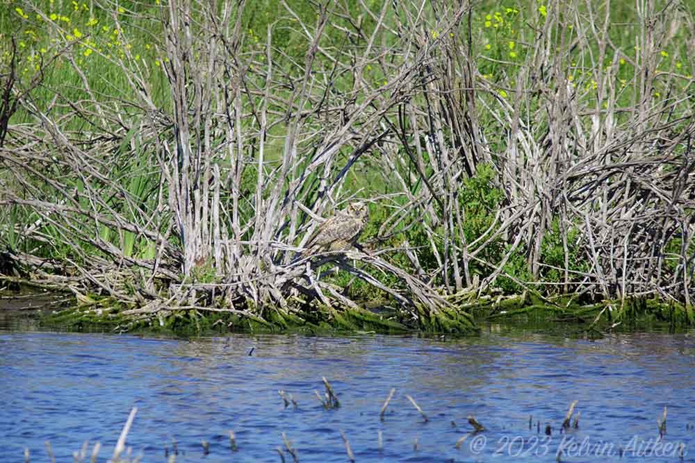 Great horned owl camouflaged in bare branches