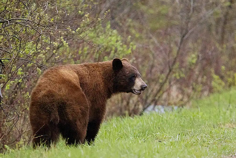 Cinnamon Bear (Ursus americanus cinnamomum)