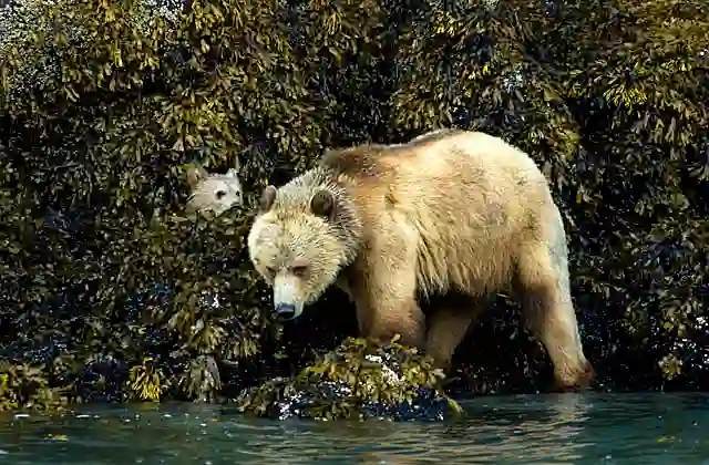 Grizzly Bear (Ursus arctos) mother and cub foraging for crabs, sea stars, mussels and other invertebrates on rocky temperate shoreline.