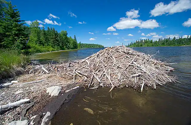 American Beaver (Castor canadensis) lodge built on the shore of lake.