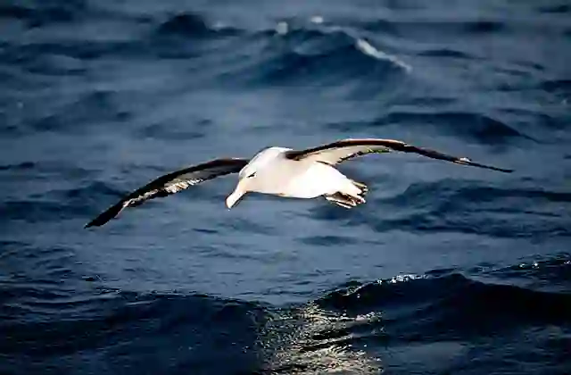 Black-browed Albatross (Thalassarche melanophris)
