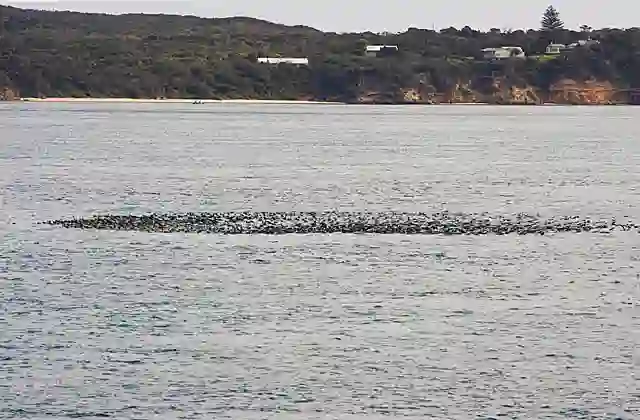 Sooty Shearwaters (Puffinus griseus) or Muttonbirds rafting together during resting period.
