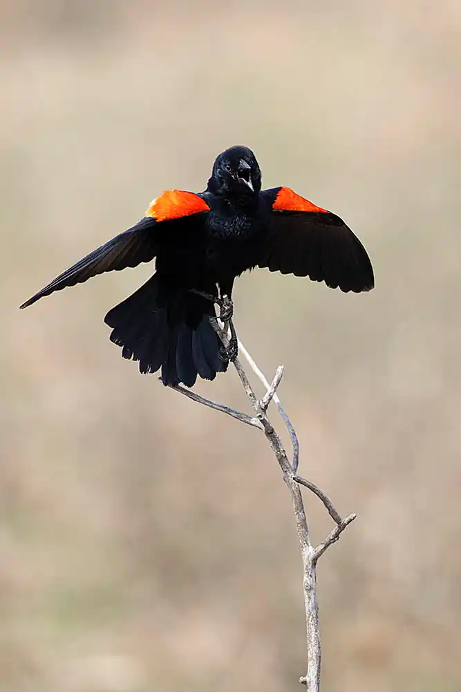 Red-winged Blackbird (Agelaius phoeniceus) male posturing and calling to attract females and establish territory.
