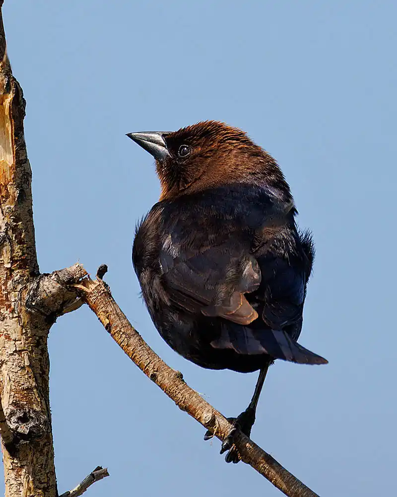 Brown-headed Cowbird (Molothrus ater) with one leg missing.