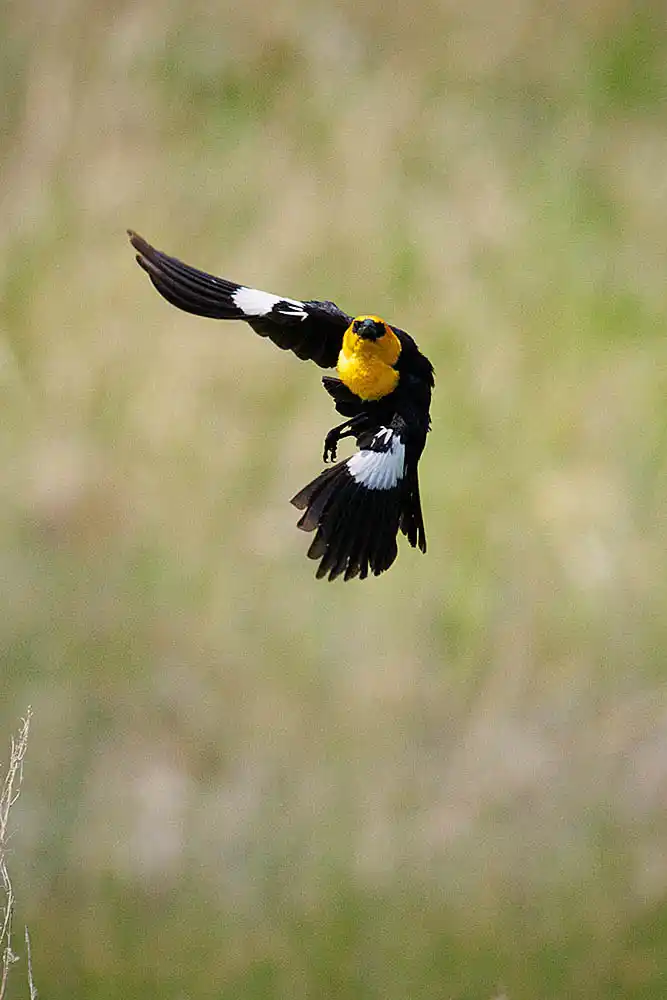Yellow-headed Blackbird (Xanthocephalus xanthocephalus) in flight.