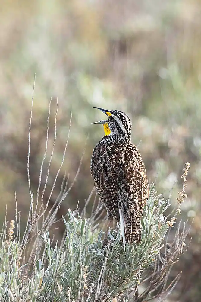 Western Meadowlark (Sturnella neglecta)