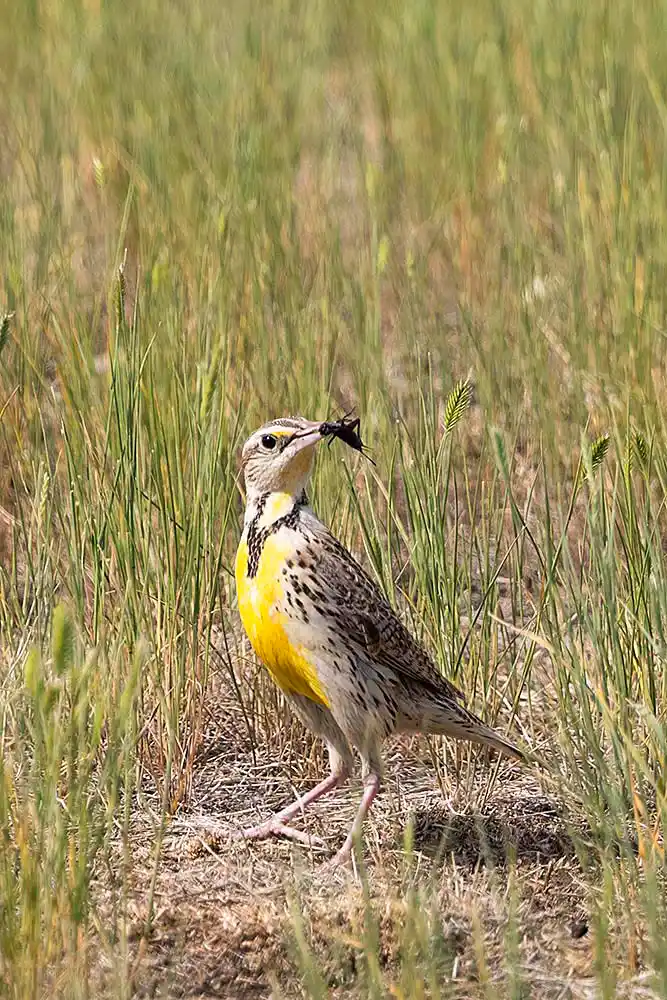 Eastern Meadowlark (Sturnella magna)