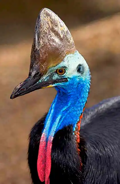 Southern Cassowary (Casuarius casuarius)