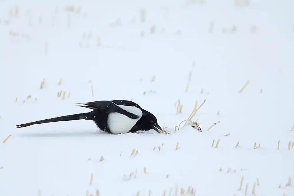 Black-billed Magpie (Pica hudsonia) foraging for seeds buried under snow.