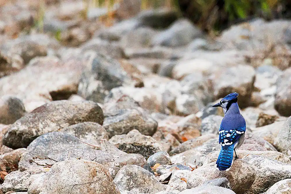 Blue Jay (Cyanocitta cristata) sitting on river boulders.