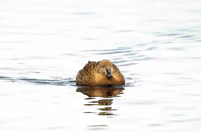Common Eider (Somateria mollissima) Female colouration.