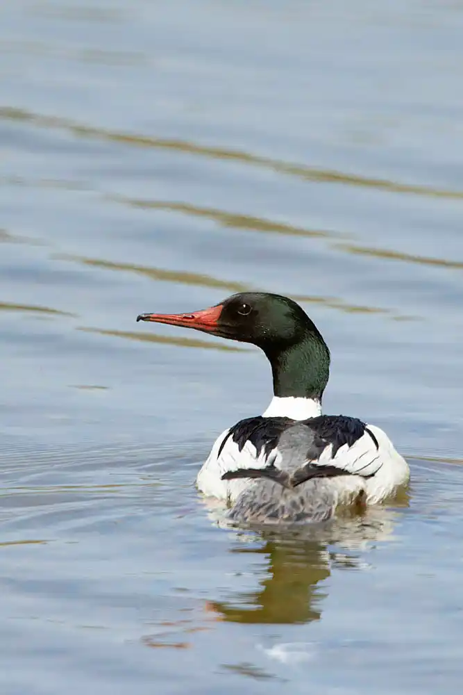 Merganser (Mergus merganser) Adult male.
