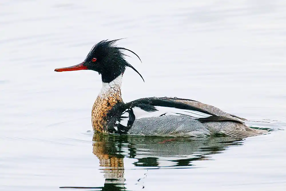 Red-breasted Merganser (Mergus serrator) male.