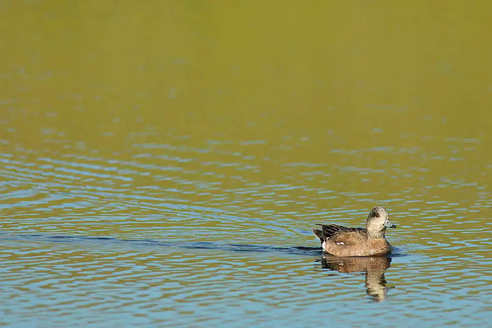 American Wigeon (Mareca americana)