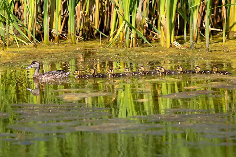 Gadwall (Mareca strepera) female with chicks.