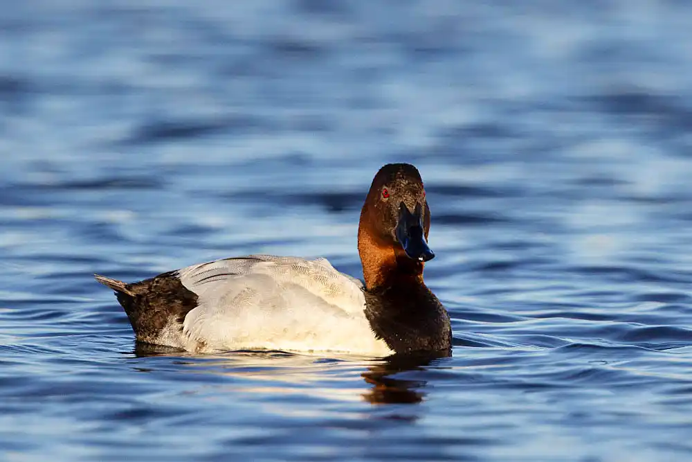 Pochard (Aythya ferina) duck, male.