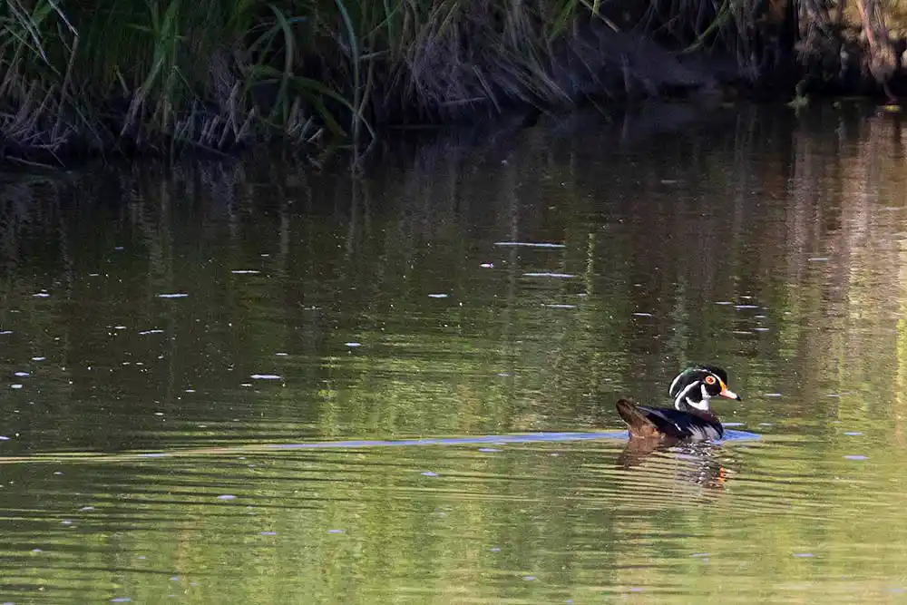 Wood Duck (Aix sponsa)