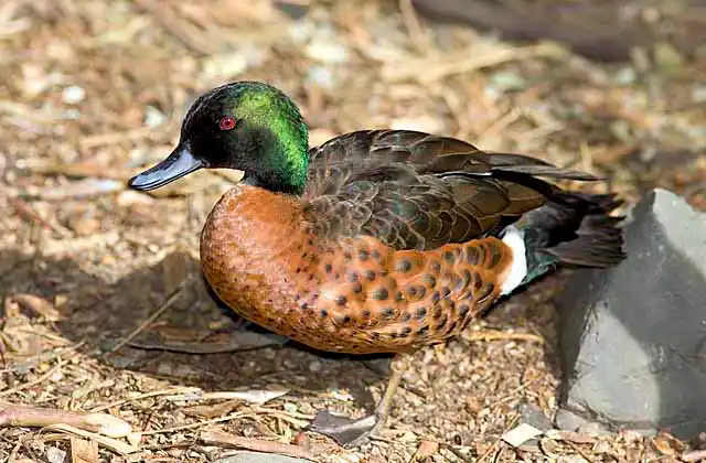 Chestnut Teal (Anas castanea) male.