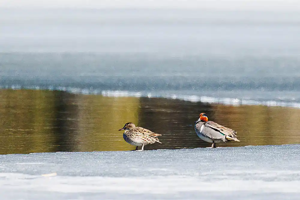 Green-winged Teal (Anas carolinensis), male and female, on edge of lake ice cover during spring thaw.