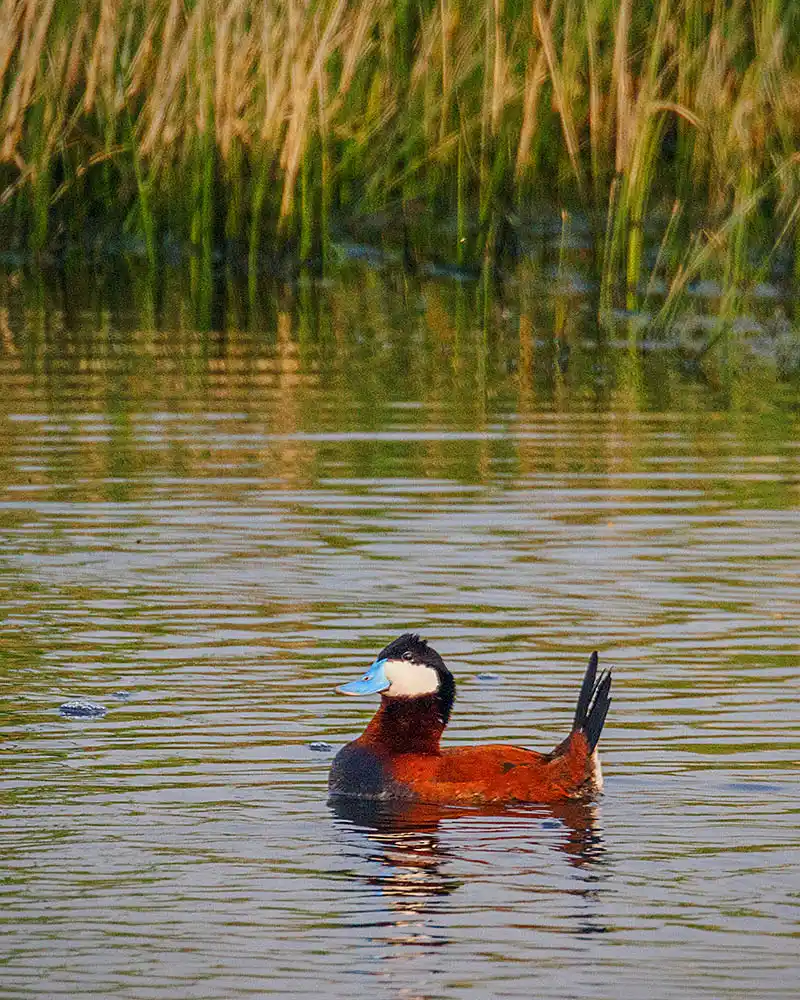 Ruddy Duck (Oxyura jamaicensis) male.
