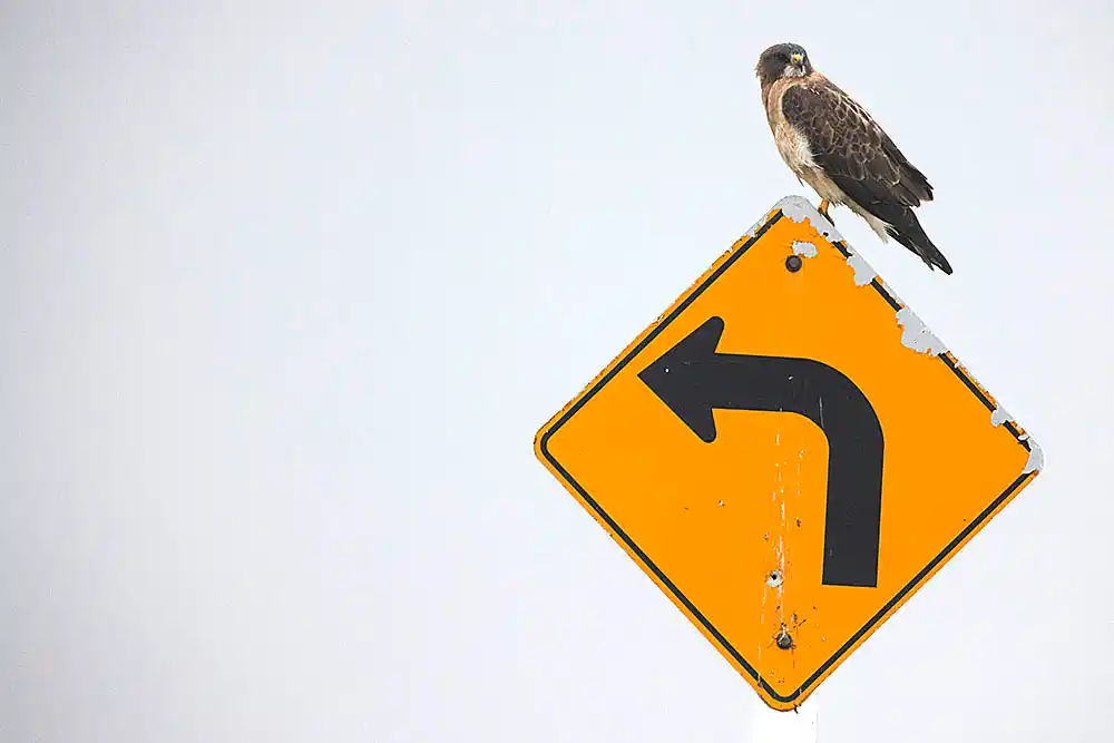 Merlin (Falco columbarius) on road sign.