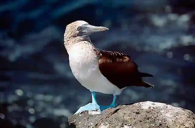 Blue-footed Booby (Sula nebouxii)
