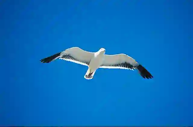 Pacific Gull (Larus pacificus)