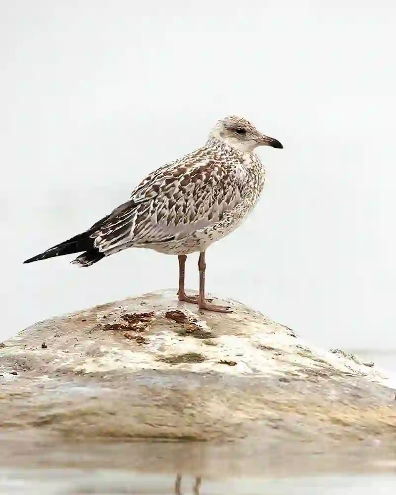 Herring Gull (Larus argentatus smithsonianus) juvenile, first year.