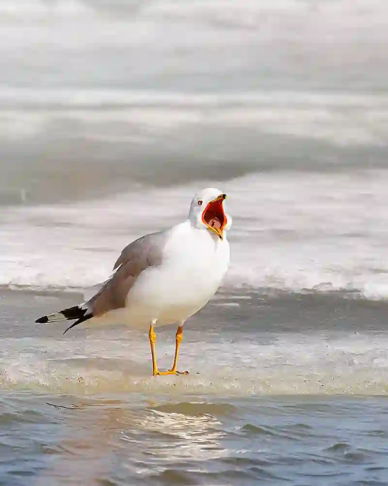 Ring-billed Gull (Larus delawarensis) yawning while standing on thawing slough ice in spring.